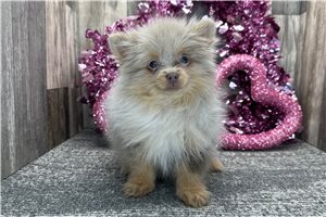 Alice - Pomeranian for sale
