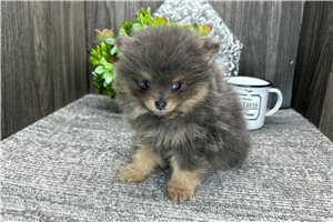 Mateo - Pomeranian for sale