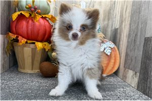 Humphrey - puppy for sale