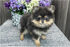 Treasure - Pomeranian for sale