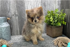 Michael - Pomeranian for sale
