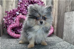 Asher - Pomeranian for sale