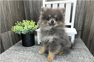 Timothy - Pomeranian for sale