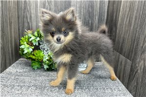 Tristan - Pomeranian for sale