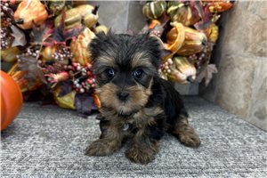 Valerie - Yorkshire Terrier - Yorkie for sale