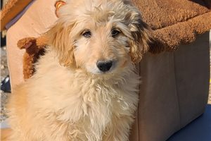 Murphy - Labradoodle for sale