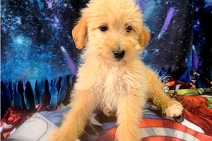 Ricky - Labradoodle for sale