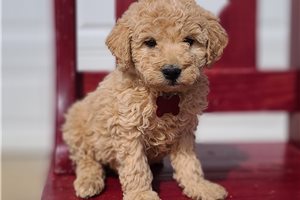 Mateo - Labradoodle for sale