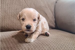 Mickey - Labradoodle for sale