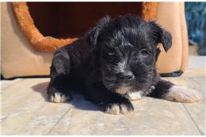 Pollyanna - puppy for sale