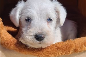 Puff - puppy for sale