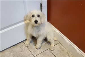 Bowie - Schnoodle for sale