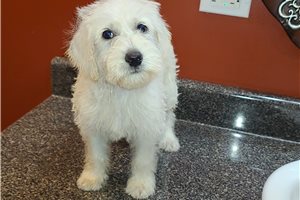 Bowie - Schnoodle for sale