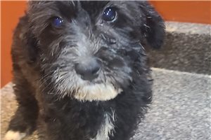 Bootsy - puppy for sale