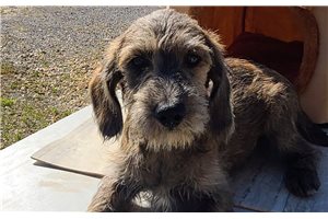 Bull - Schnoodle for sale
