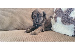Bull - Schnoodle for sale