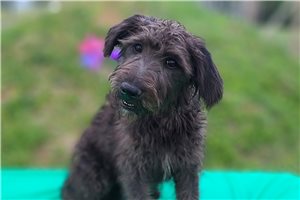 Bucky - Schnoodle for sale