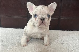 Annabelle - French Bulldog for sale