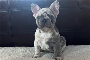 Aphra - French Bulldog for sale