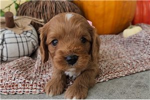 Ritzy - Cavapoo for sale