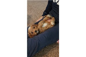 Robyn - Cavapoo for sale