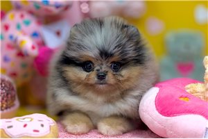 Lawrence - puppy for sale