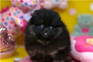 Luca - Pomeranian for sale