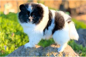 Laura - Pomeranian for sale