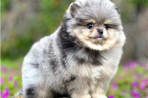Spike - Pomeranian for sale
