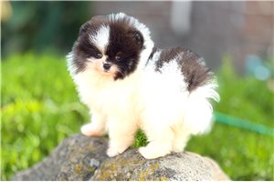Lemming - Pomeranian for sale