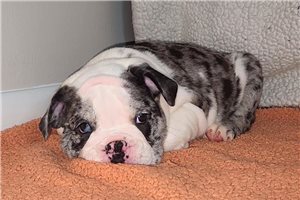 Vinny - English Bulldog for sale
