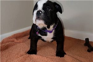Victor - English Bulldog for sale