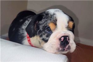 Theodore - English Bulldog for sale