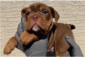 Lucas - English Bulldog for sale