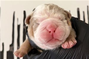 Levi - puppy for sale