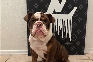 Ginger - puppy for sale