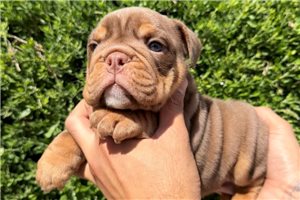 Lucas - English Bulldog for sale