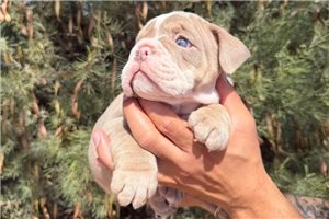 Logan - English Bulldog for sale