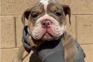 Logan - English Bulldog for sale
