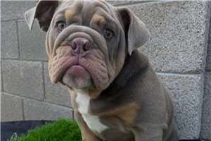 Elliott - English Bulldog for sale