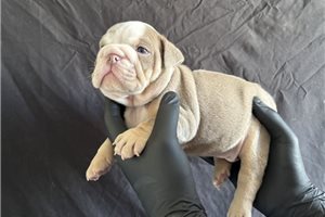 Gyro - English Bulldog for sale
