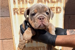 Garfield - English Bulldog for sale