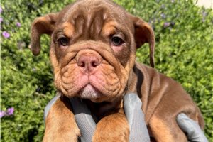 Luna - English Bulldog for sale