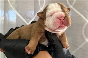 Lily - English Bulldog for sale