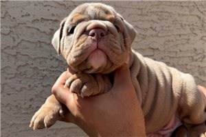 Liam - English Bulldog for sale