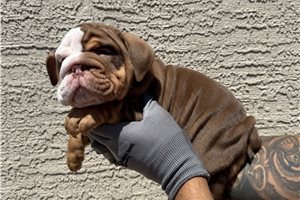 Ella - English Bulldog for sale