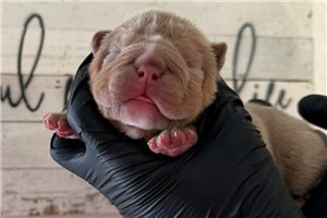 Liam - English Bulldog for sale