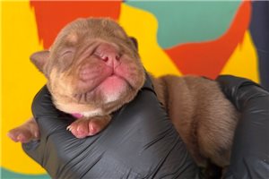 Luna - English Bulldog for sale