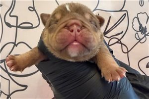 Lucas - English Bulldog for sale