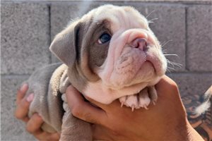 Levi - English Bulldog for sale